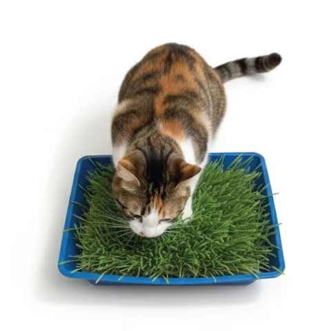 Herbe naturelle pour chats Moly en kit avec plateau