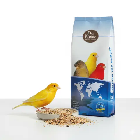 Canaris se nourrissant du mélange avec périlla blanche
