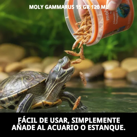 Gammarus crustacés aliment naturel pour poissons