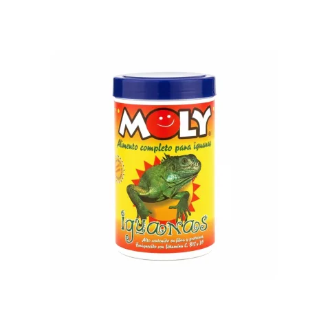 Iguane en bonne santé après alimentation équilibrée MOLY IGUANAS