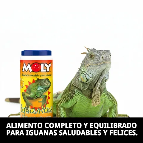 Iguane mangeant l'aliment MOLY IGUANAS