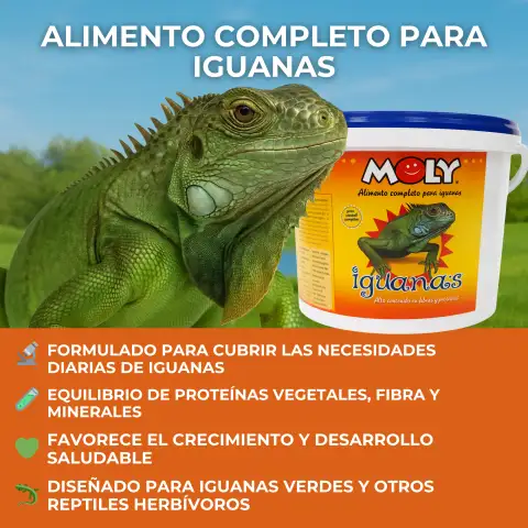 Iguane vert consommant les sticks MOLY IGUANAS