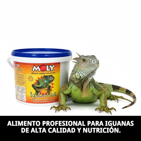 Composition naturelle de l'aliment pour iguanes verts