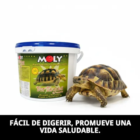 Tortue terrestre mangeant des sticks MOLY