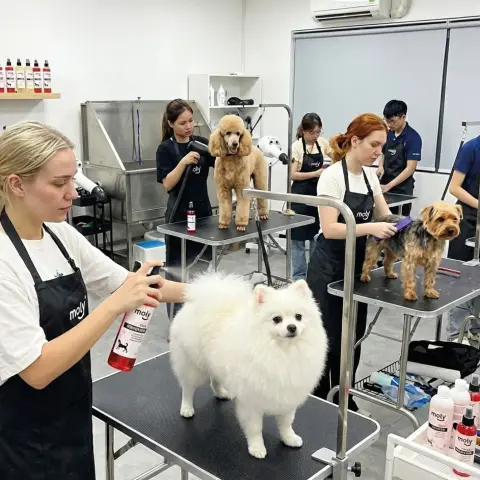 Application du parfum Aroma Fraise sur chien à peau sensible