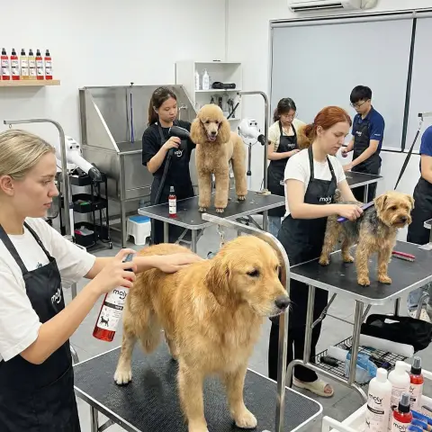 Détail de l'application du parfum pour chiens à peau sensible