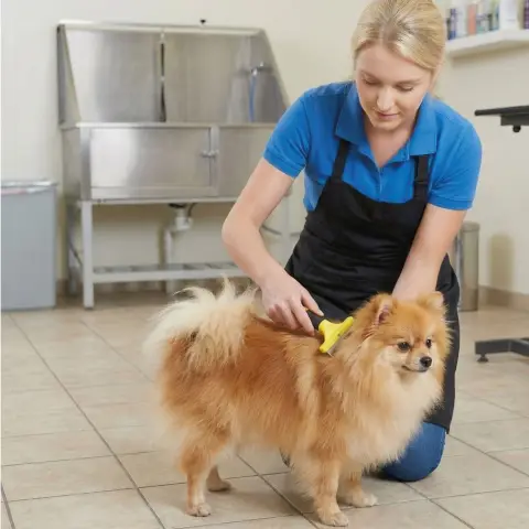 Détail des dents métalliques fines du râteau pour petits chiens