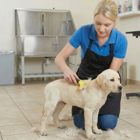 Utilisation du râteau Moly Confort sur zones délicates d'un petit chien