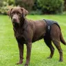 Braguita Slip Nylon Extra Nº5 Moly (60–70 cm) pour chiens grands